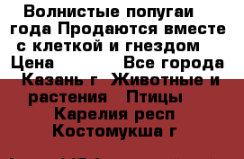 Волнистые попугаи, 2 года.Продаются вместе с клеткой и гнездом. › Цена ­ 2 800 - Все города, Казань г. Животные и растения » Птицы   . Карелия респ.,Костомукша г.